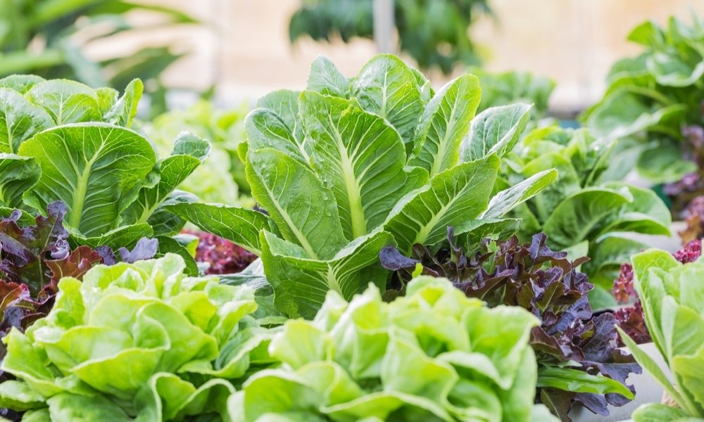 सर्दियों में उगाएं यह 10 हेल्दी वेजिटेबल - 10 Healthiest Winter Vegetables To Grow At Home In Hindi